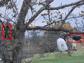 Two birds eye the bird feeders